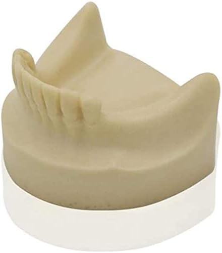 מודל הוראה, מודל שיני אנטומיה מודל שיניים שיניים - מודל שיניים לחינוך - ללא חניכי